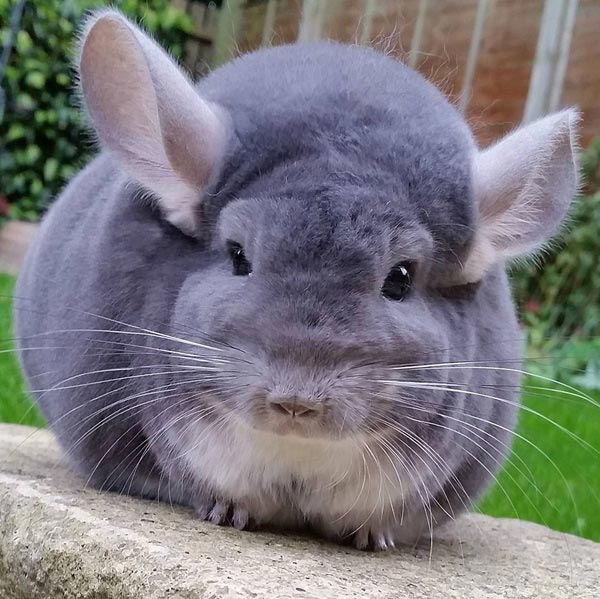 ชินชิล่า Chinchilla