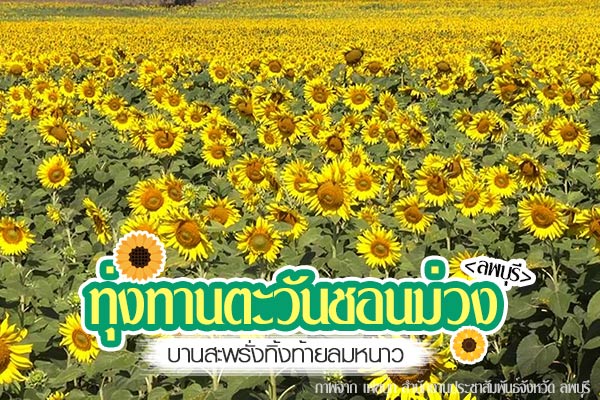 ทุ่งทานตะวันชอนม่วง