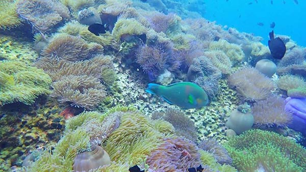 เกาะร้านเป็ด เกาะร้านไก่ ชุมพร