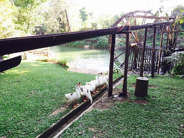 ที่พักแนวธรรมชาติ ที่พักแนวธรรมชาติ