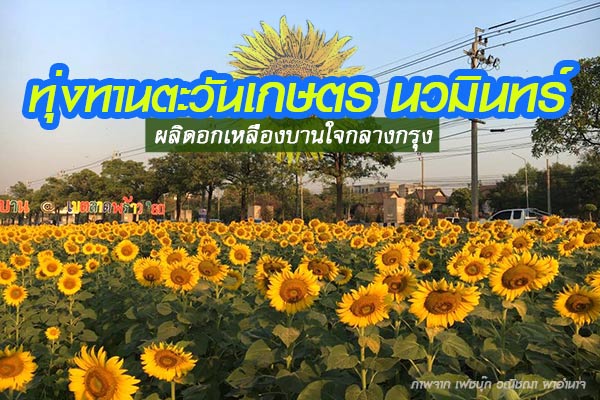 ทุ่งทานตะวันเกษตร นวมินทร์