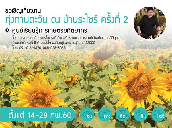 ทุ่งทานตะวัน บ้านไซร์