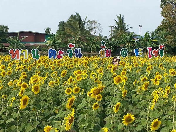 ทุ่งทานตะวัน บ้านไซร์