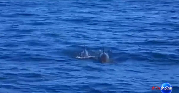 พบฝูงวาฬเพชฌฆาตดำกว่า 30 ตัว โผล่หมู่เกาะ จ.กระบี่