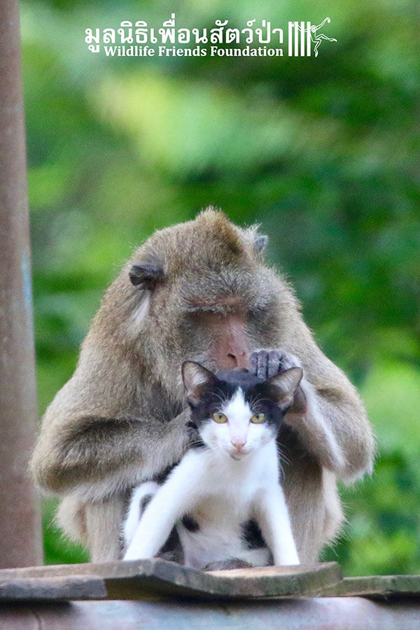 เจ้าจ๋อกับเจ้าเหมียวคู่ซี้ มิตรภาพต่างสายพันธุ์