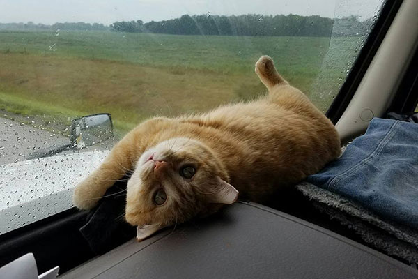 หนุ่มรถบรรทุกเจอแมวจรจัดข้างทาง