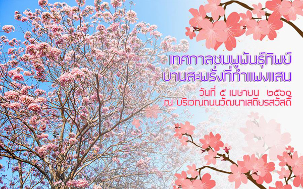 ชมพูพันธุ์ทิพย์ กำแพงแสน 2560 ชมพูพันธุ์ทิพย์ กำแพงแสน 2560