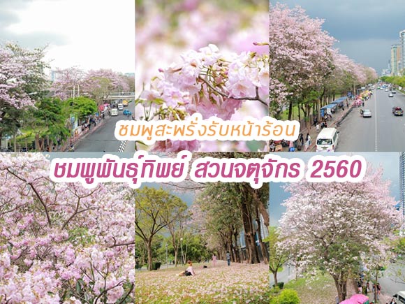 ชมพูพันธุ์ทิพย์ สวนจตุจักร 2560