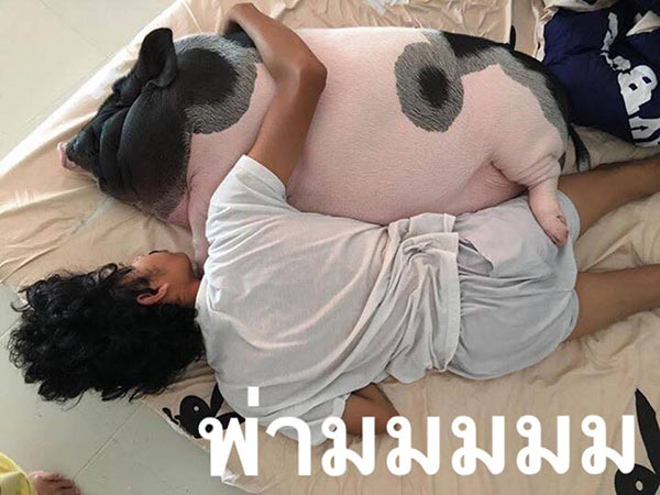 หมูแคระ หมูแคระ