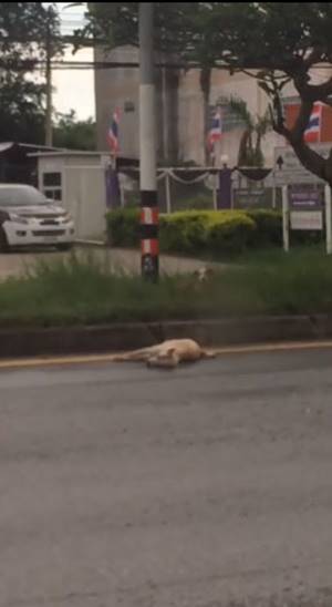 แม่หมาโดนรถชนตายกลางถนน 