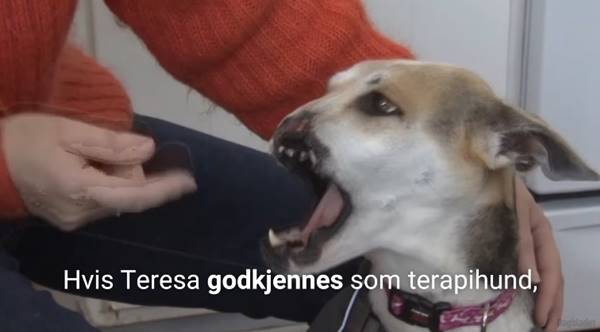 เปิดเรื่องราว เทเรซ่า หมาไทยถูกฟันหน้าขาดครึ่ง ได้รับชีวิตใหม่จากสาวอเมริกัน