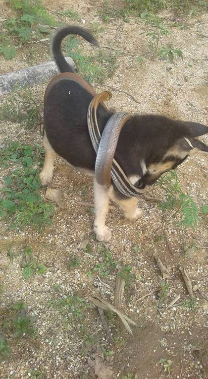 ตูบน้อยโดนงูรัดร่าง 