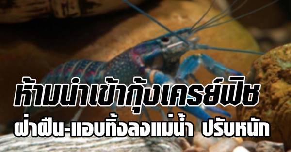 กุ้งเครย์ฟิช 