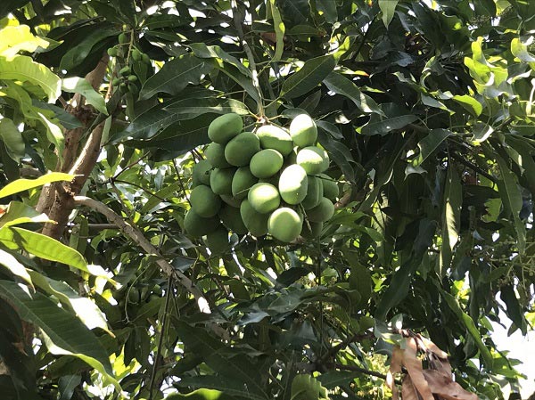 ปลาสำลีทอดราดน้ำยำมะม่วง