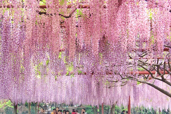 The Great Wisteria Festival 2017 The Great Wisteria Festival 2017