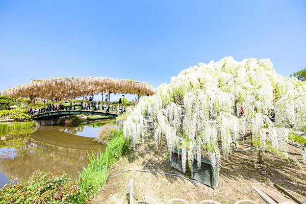 The Great Wisteria Festival 2017 The Great Wisteria Festival 2017