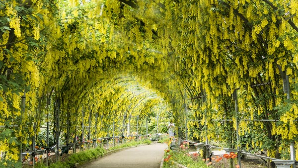 The Great Wisteria Festival 2017 The Great Wisteria Festival 2017
