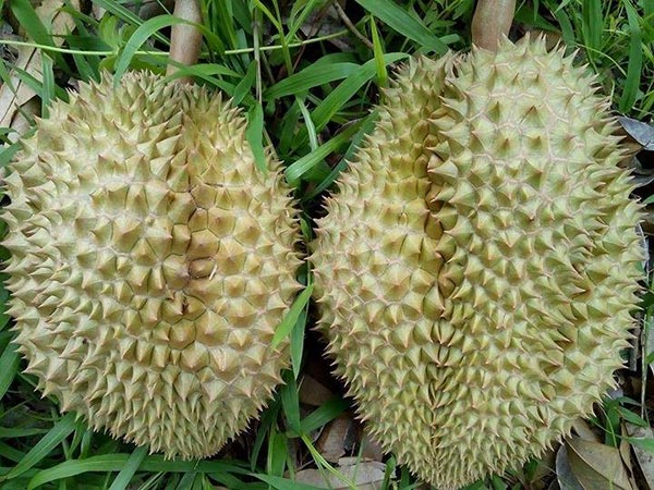 บุฟเฟ่ต์ผลไม้ 2560