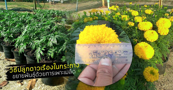 วิธีปลูกดาวเรืองในกระถาง