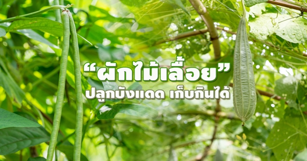 พืชผักไม้เลื้อยกินได้ พืชผักไม้เลื้อยกินได้