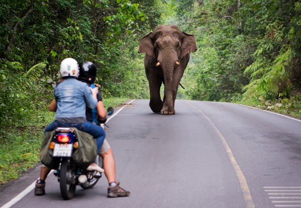 ขับรถเจอช้างต้องทำอย่างไร 