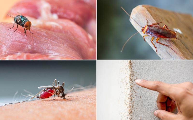 20 วิธีไล่แมลงแบบธรรมชาติ ภูมิปัญญาชาวบ้านไม่ง้อสารเคมี