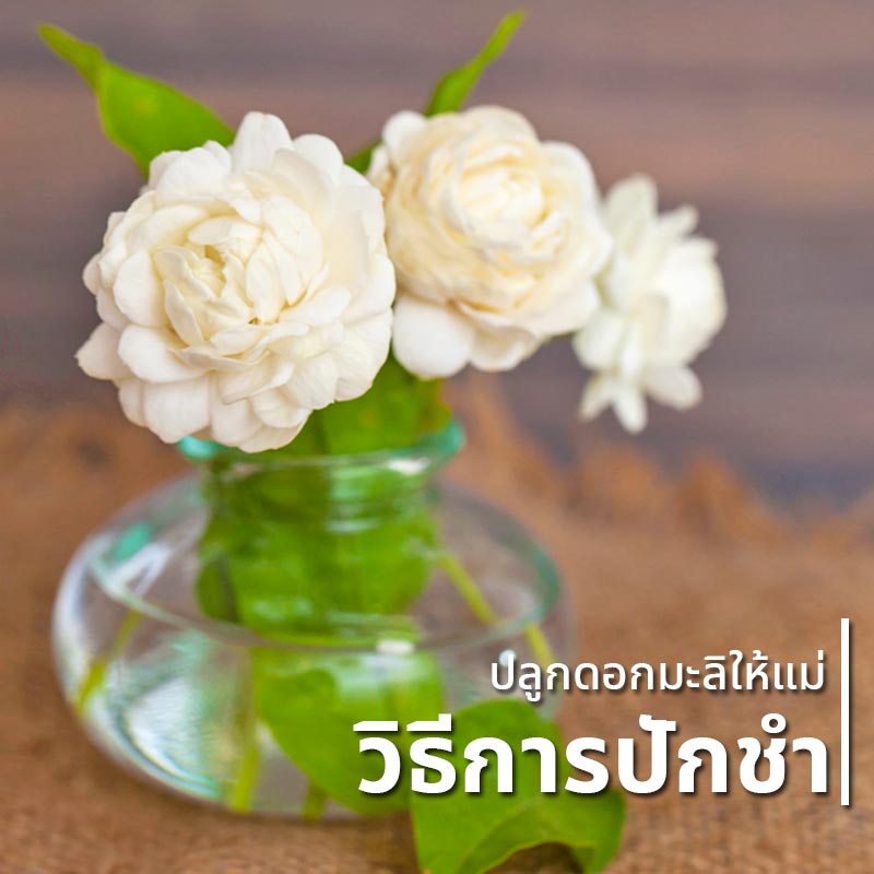 วิธีปลูกมะลิ วิธีปลูกมะลิ