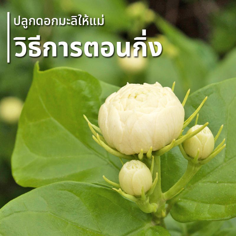 วิธีปลูกมะลิ วิธีปลูกมะลิ