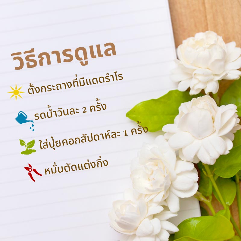 วิธีปลูกมะลิ วิธีปลูกมะลิ