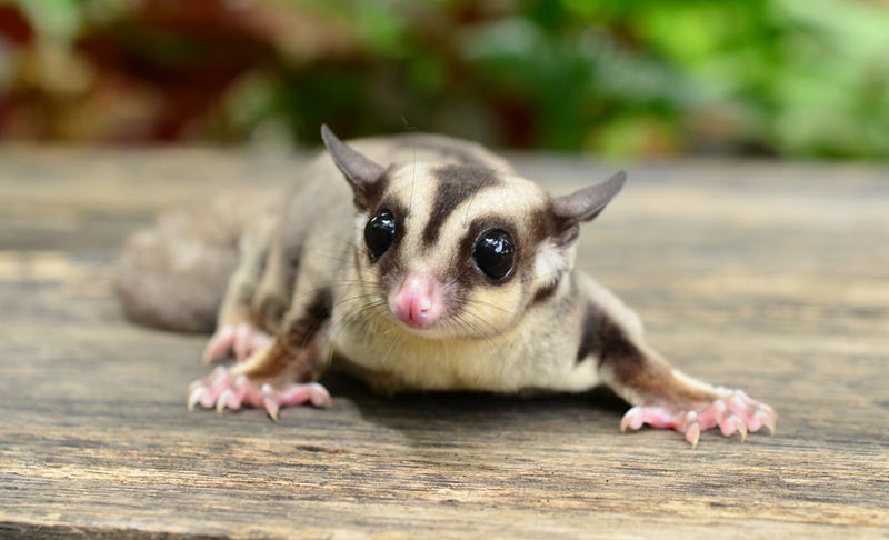 ๮ู๥าร์​ไ๥ร​เ๸อร์ Sugar glider ๥ระ​รอ๥บิน ๬ิ๫​โ๬้บิน สั๹ว์​เลี้ย๫ ออส​เ๹ร​เลีย