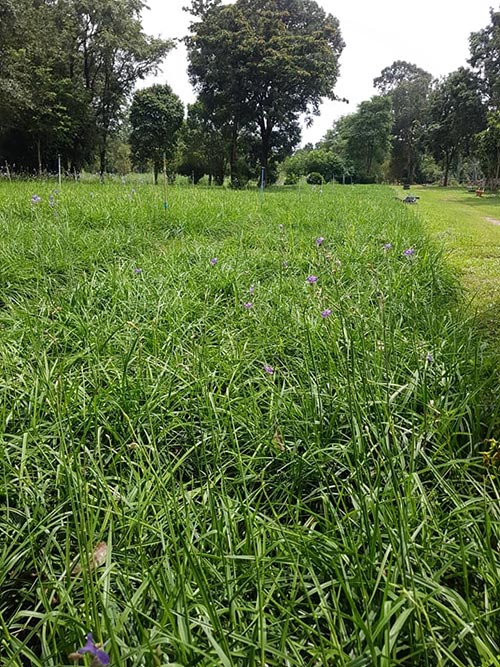 ทุ่งดอกหงอนนาค ปราจีนบุรี ทุ่งดอกหงอนนาค ปราจีนบุรี