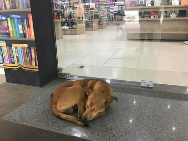 สุนัขจรจัดแสนรู้ ย่องขโมยหนังสือจากร้าน พอพนักงานเห็นชื่อหนังสือ...อึ้งเลย 