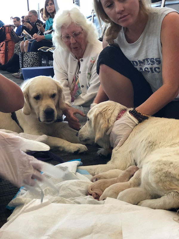 สุนัขช่วยเหลือผู้พิการคลอดลูก 8 ชีวิต กลางสนามบิน