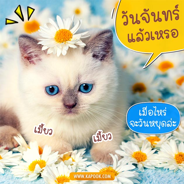 ดูดวงรายวัน ดูดวงรายวัน