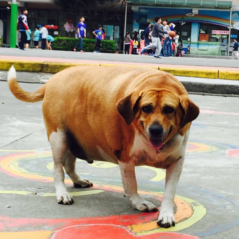 หมาอ้วนประจำโรงเรียน