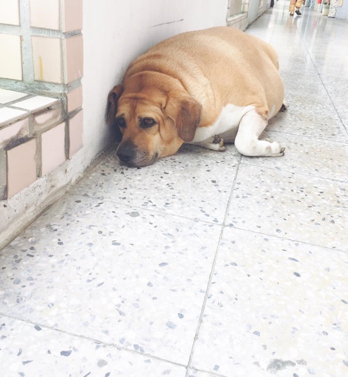 หมาอ้วนประจำโรงเรียน