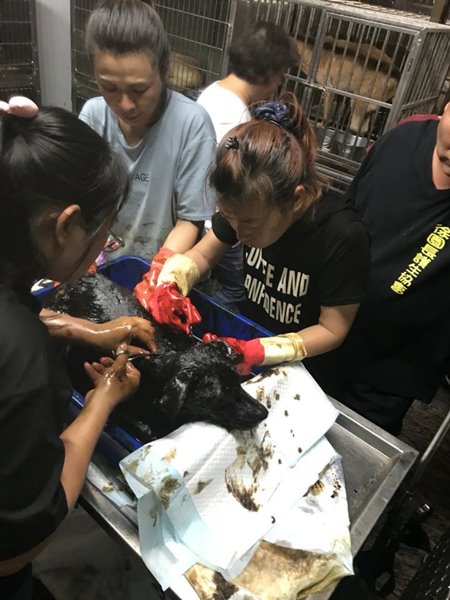 ช่วยสุนัขติดยางมะตอย ช่วยสุนัขติดยางมะตอย
