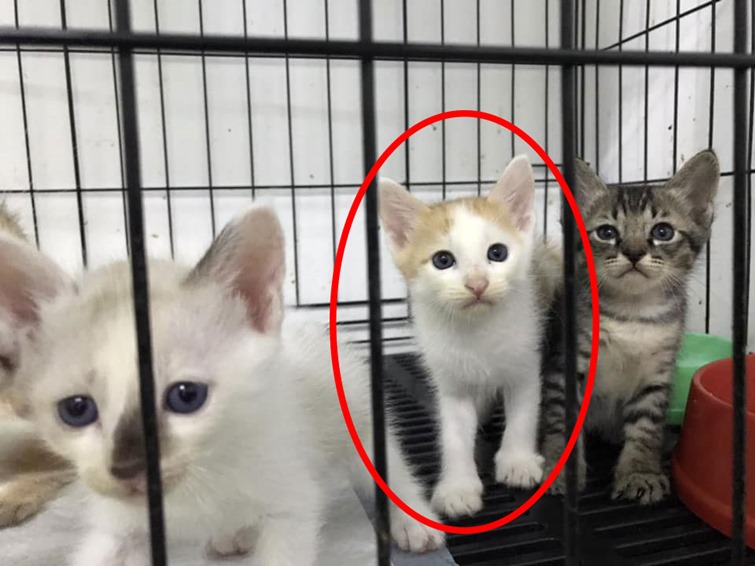 ดีเจสาวฆ่าลูกแมว ดีเจสาวฆ่าลูกแมว