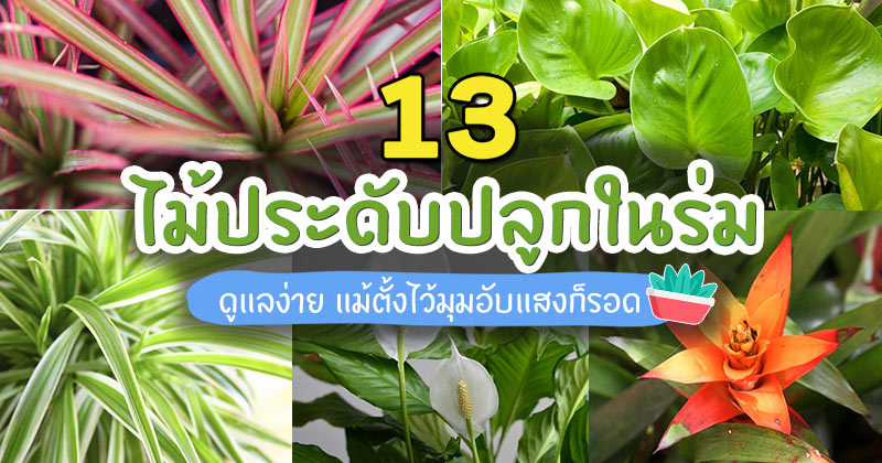 13 ไม้ประดับปลูกในร่ม 13 ไม้ประดับปลูกในร่ม