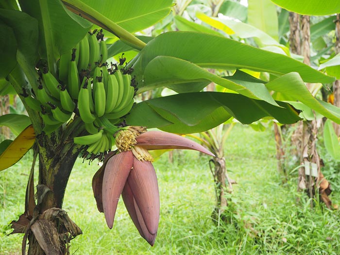 7 benefits of banana blossom This trend is hot. Eat instead of meat