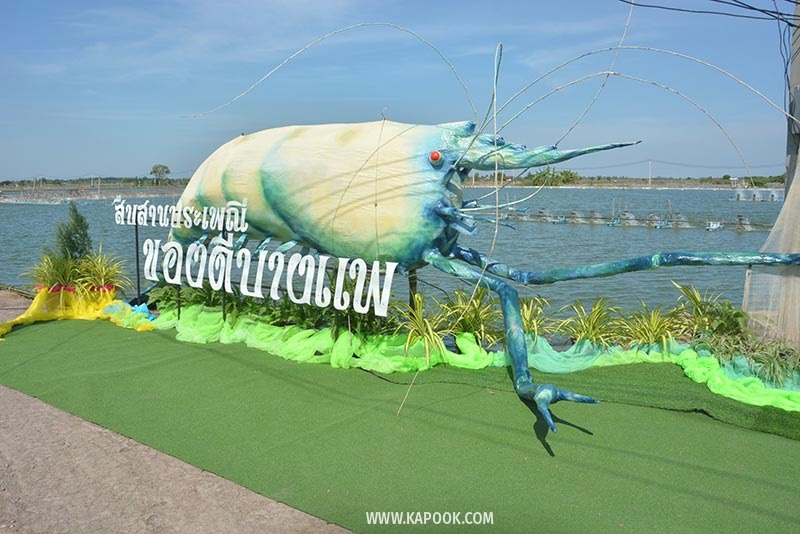 เทศกาลกินกุ้ง บางแพ เทศกาลกินกุ้ง บางแพ