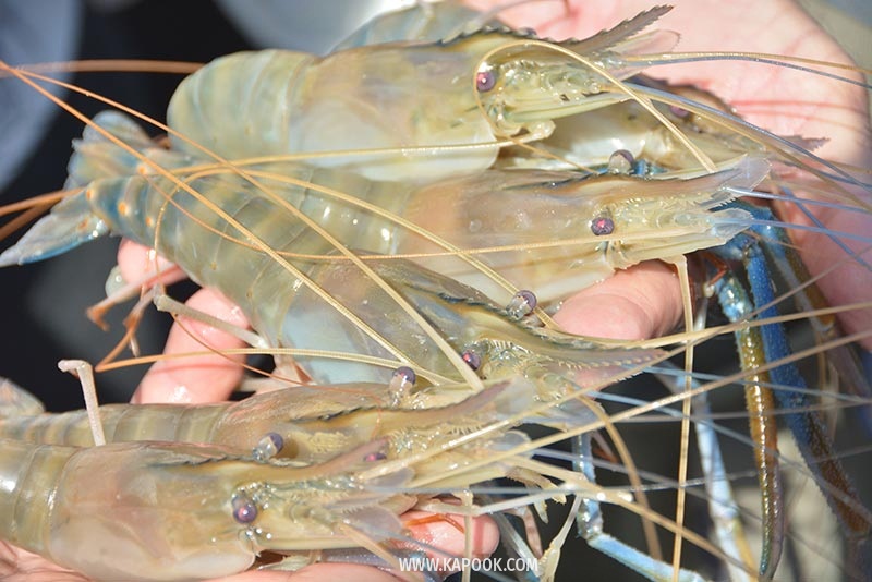 เทศกาลกินกุ้ง บางแพ เทศกาลกินกุ้ง บางแพ
