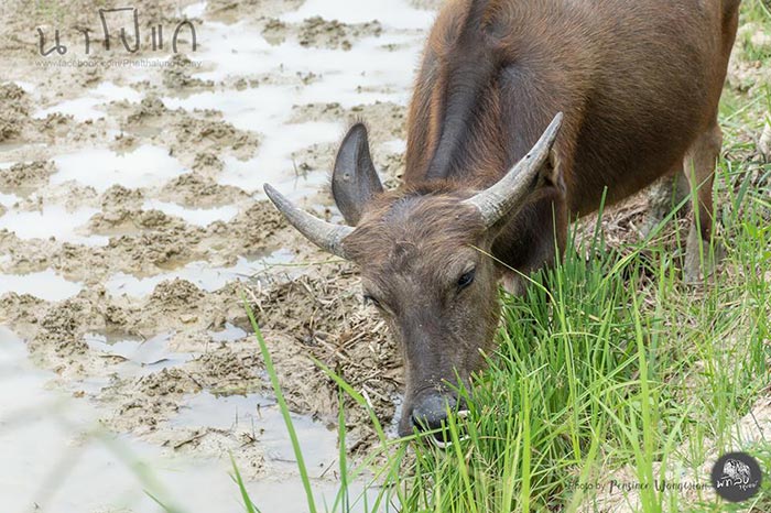 นาโปแก พัทลุง