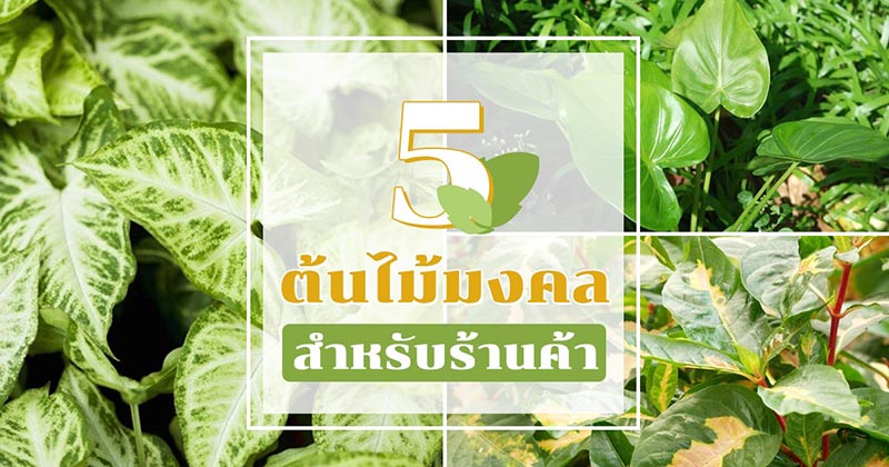 ต้นไม้มงคลประดับร้านค้า ต้นไม้มงคลประดับร้านค้า