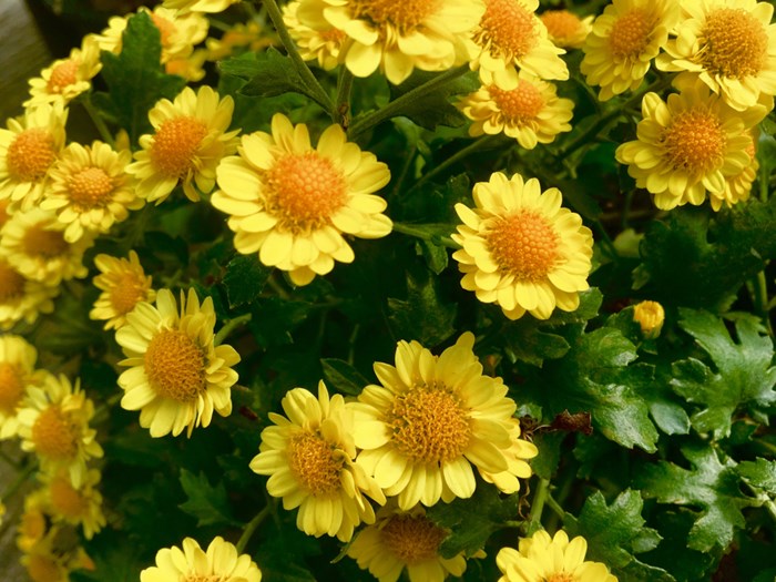 Chrysanthemum