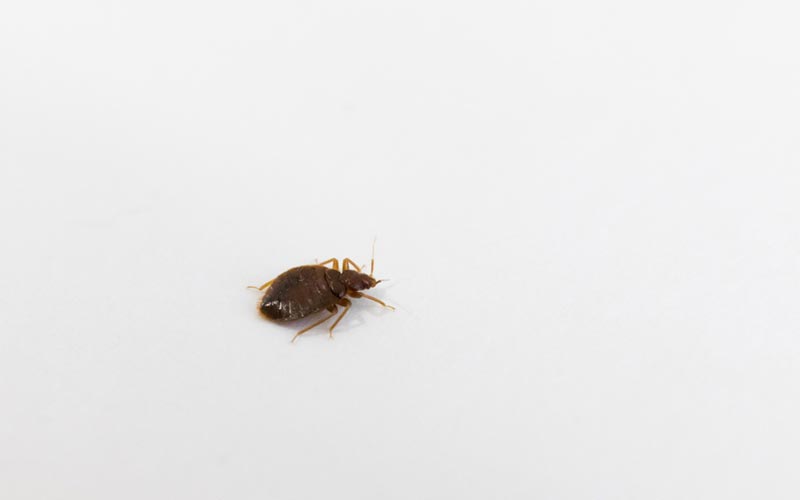 วิธีกำจัดตัวเรือด Bedbug ป้องกันตัวเรือดกัด พร้อมทำความรู้จัก ตัวเรือด คือ