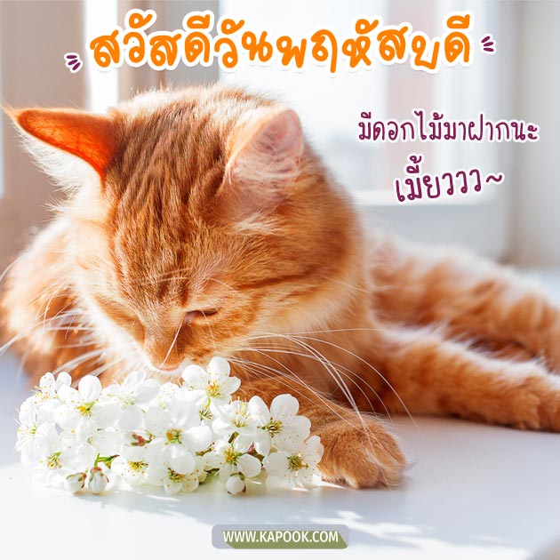ดูดวงรายวัน ดูดวงรายวัน