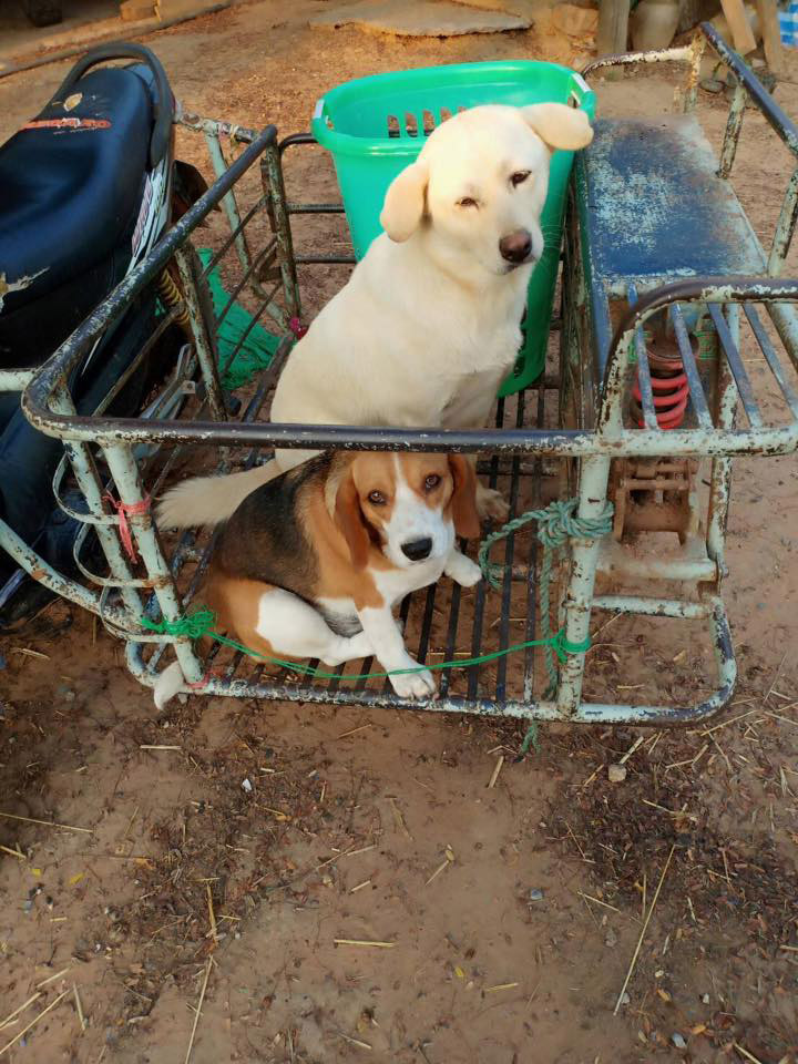 ฆ่าหมาบีเกิล ฆ่าหมาบีเกิล