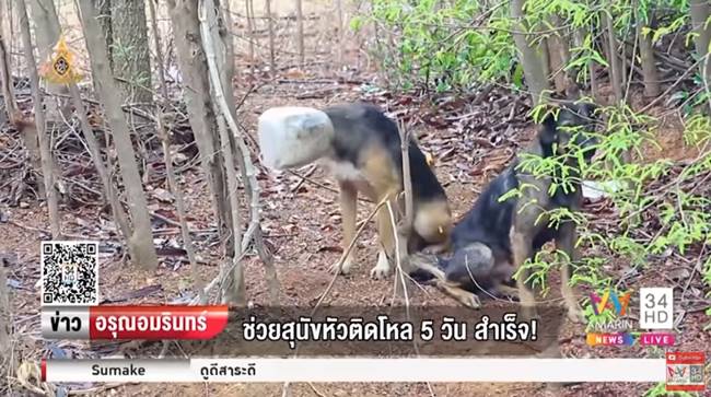 ช่วยหมาจรจัด ช่วยหมาจรจัด
