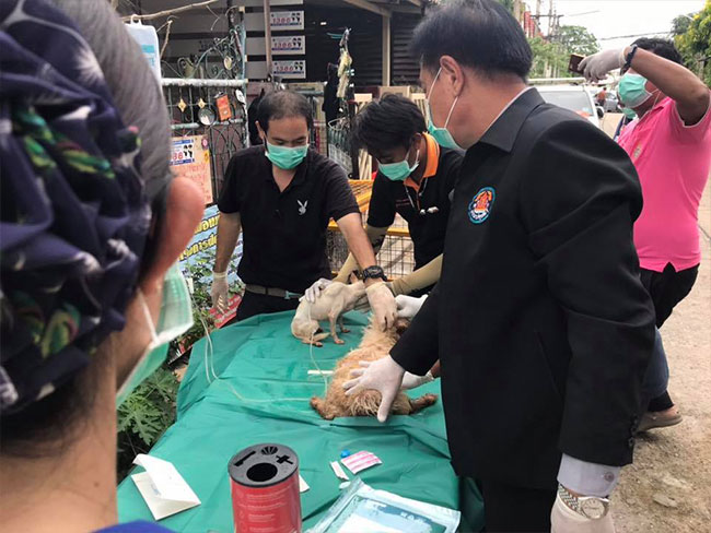 หมาถูงทิ้ง หมาถูงทิ้ง